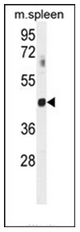 AP51876PU-N - GNAT2 / GNATC