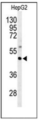 AP51878PU-N - G protein z alpha