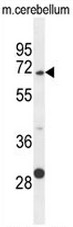 AP51903PU-N - Glypican-5 / GPC5