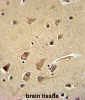 AP51903PU-N - Glypican-5 / GPC5