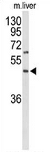 AP51922PU-N - GPR160 / GPCR150
