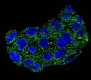 AP51937PU-N - Glutathione peroxidase 1 / GPX1