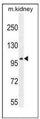AP51950PU-N - Glutamate receptor 4 / GLUR4