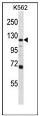 AP51951PU-N - Glutamate receptor 4 / GLUR4
