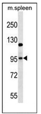 AP51951PU-N - Glutamate receptor 4 / GLUR4