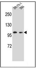 AP51958PU-N - GRIP2