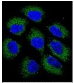 AP51963PU-N - Glutathione reductase