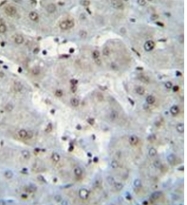 AP51991PU-N - Histone H2A.Z