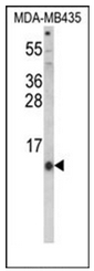 AP51998PU-N - Hepcidin / HAMP