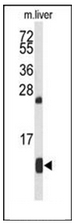 AP52006PU-N - Hemoglobin alpha