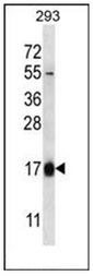 AP52009PU-N - Hemoglobin theta-1 chain