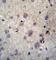 AP52009PU-N - Hemoglobin theta-1 chain