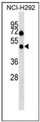 AP52020PU-N - Orexin receptor type 1