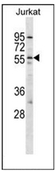 AP52021PU-N - Orexin receptor type 2