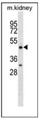 AP52021PU-N - Orexin receptor type 2