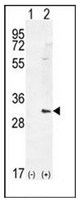 AP52064PU-N - Heme oxygenase 1 / HMOX1