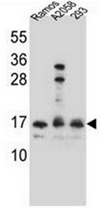 AP52072PU-N - Homeodomain-only protein / HOP