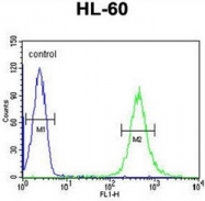 AP52075PU-N - HOXA3 / HOX1E