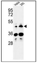 AP52102PU-N - HS3ST2 / 3OST2