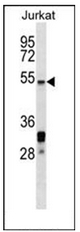 AP52117PU-N - Heat shock factor 5 / HSF5