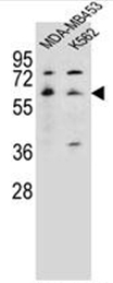 AP52128PU-N - Serotonin receptor 3A (HTR3A)