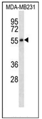 AP52131PU-N - Serotonin receptor 7 (HTR7)