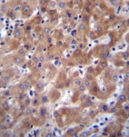 AP52135PU-N - IDO2 / INDOL1
