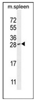 AP52137PU-N - IAH1