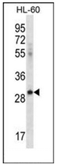 AP52143PU-N - CD275 / ICOS Ligand