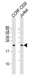 AP52146PU-N - CD152 / CTLA4