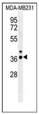 AP52233PU-N - IRF1