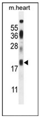 AP52242PU-N - ISCA2 / HBLD1