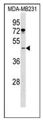 AP52244PU-N - Islet-1 / ISL1