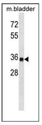 AP52244PU-N - Islet-1 / ISL1