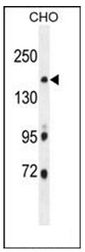 AP52249PU-N - Integrin alpha-11 / ITGA11
