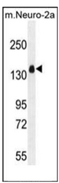 AP52249PU-N - Integrin alpha-11 / ITGA11