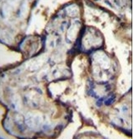AP52251PU-N - CD49e / ITGA5