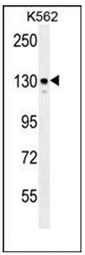 AP52252PU-N - Integrin alpha-8 / ITGA8