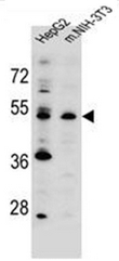 AP52297PU-N - KCMF1