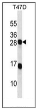 AP52327PU-N - KDEL Receptor 2 / KDELR2