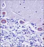 AP52327PU-N - KDEL Receptor 2 / KDELR2