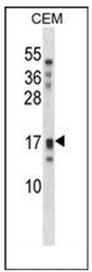AP52393PU-N - KLK15 / Kallikrein-15