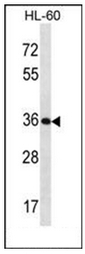AP52394PU-N - KLK9 / Kallikrein-9