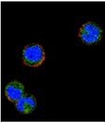 AP52396PU-N - KLRC1 / CD159a