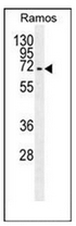 AP52400PU-N - Kininogen-1