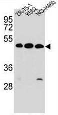 AP52408PU-N - Kremen protein 2