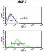 AP52410PU-N - Cytokeratin 1