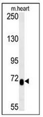 AP52449PU-N - Lebercilin-like protein