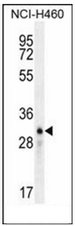 AP52455PU-N - Lipocalin-9