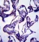 AP52465PU-N - Leptin
